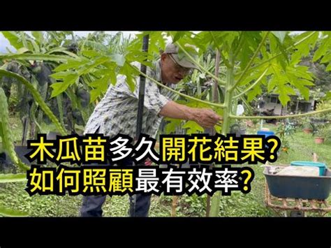 木瓜樹 招 陰|木瓜種在屋邊 